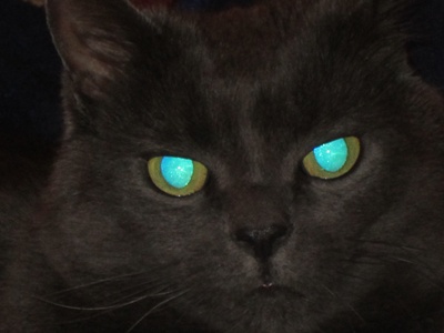 kitty
